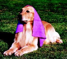 https://www.super-cool-products.com/images/222_Purple_Dog.jpg